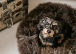 small dachshund in brown donut