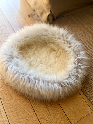 Sheep Donut on wooden floor