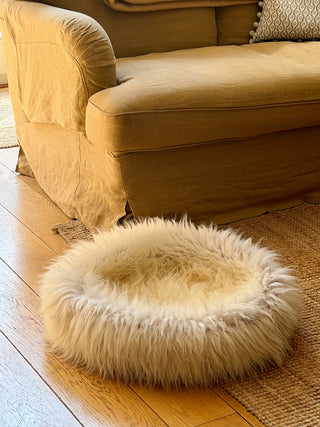 Sheep Donut in front of sofa