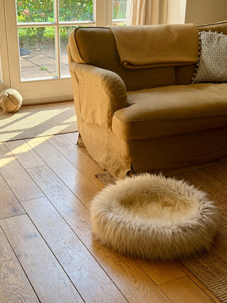 Sheep Donut in front of sofa in living room