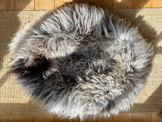 Sheep Donut PEBBLE in the sun on carpet