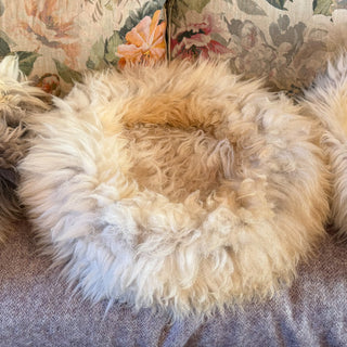 Sheep Donut on a couch