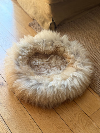 Sheep Donut in sun light