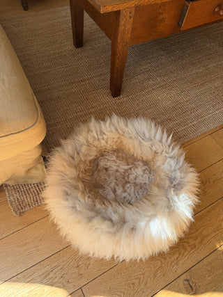 Sheep Donut in front of the couch