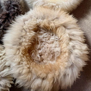 Sheep Donut on the floor