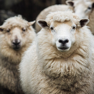 two white sheeps looking