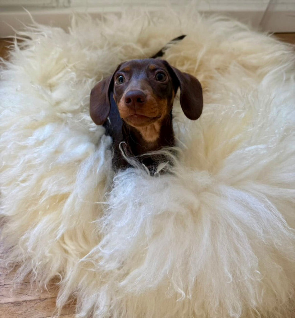 Tiny brown dachshund in fluffy sheep donut