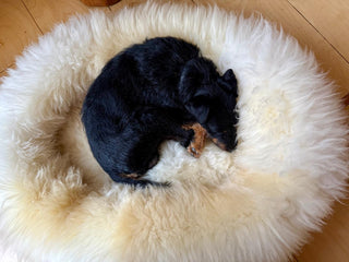 Small Terrier in Sheep Donut Creme sleeping