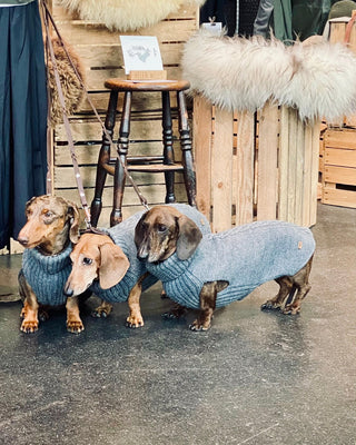 three dachshund in knitted jumpers waiting 