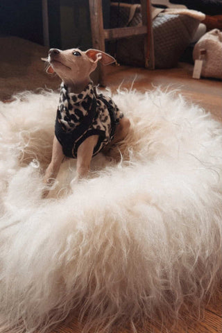 Small whippet with jacket in a curly cream sheep donut