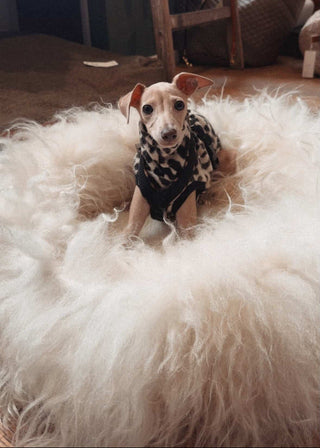 a small whippet in a very fluffy sheep donut colour creme