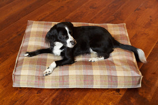 Springer Spaniel lying relaxed on the dog bed tweed Blackberry