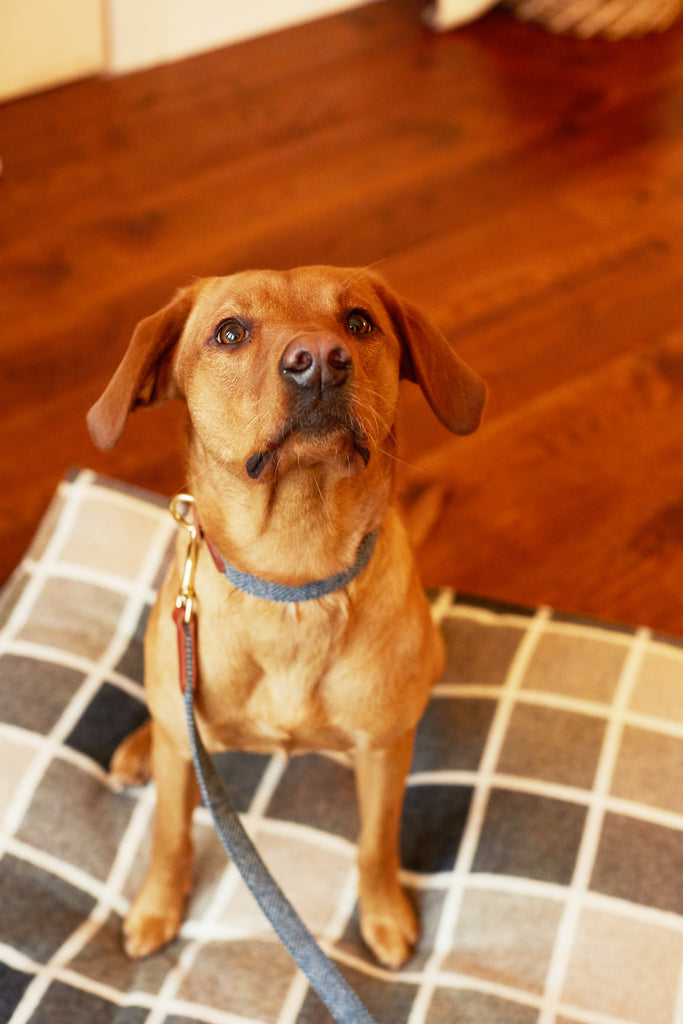 red labrador retriever sitting on dog bed tweed colour charcoal