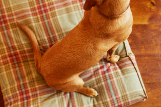 red retriever sitting on tweed dog bed Fern