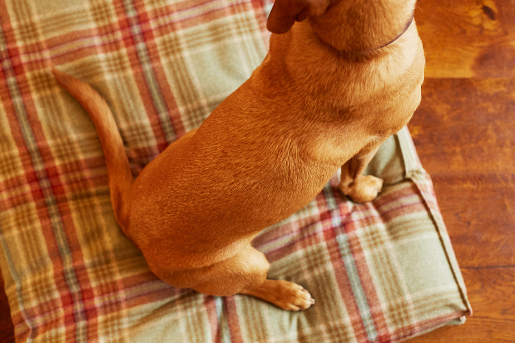 red retriever sitting on tweed dog bed Fern