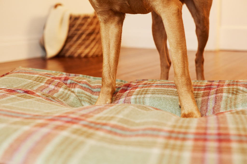 paws of red retriever sunken in softly of tweed dog bed colour Fern
