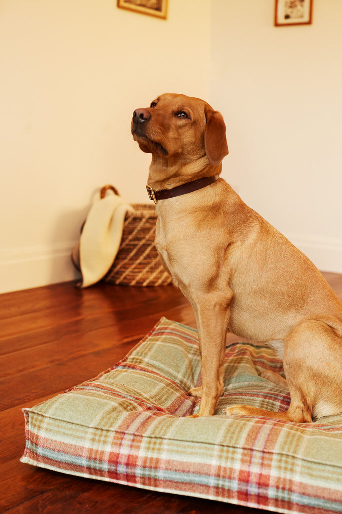 red labrador sitting tired on tweed dog bed colour Fern