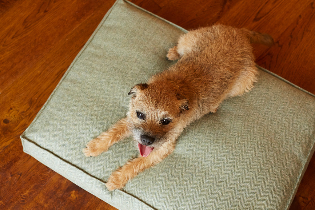 Little Border Terrier lying on Tweed Bed