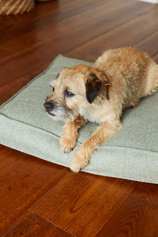 Little Border Terrier lying happy on Tweed Dog Bed colour Heather