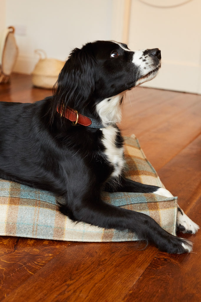 Springer Spaniel on Tweed Bed Kingfisher with Magpie Tweed Collar
