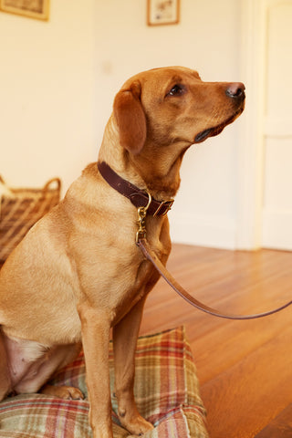 Halsband CLASSIC CHESTNUT 