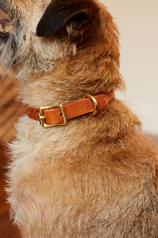 Collar CLASSIC COGNAC