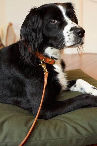 Dog Lead CLASSIC COGNAC
