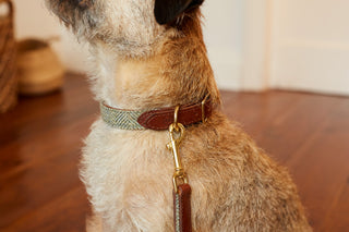 Terrier wearing tweed collar and matching lead in colour Heather